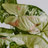 Liście syngonium odmiany o zielono-biało-różowych przebarwieniach, z widocznym unerwieniem i falistymi brzegami.