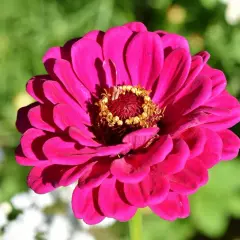Intensywnie różowy kwiat cynia z żółtym środkiem, otoczony zielenią i białymi kwiatami.