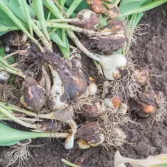 Kiedy wykopać tulipany? Cebulki tulipanów z korzeniami i liśćmi leżą na ziemi, gotowe do przesadzenia lub przechowania.