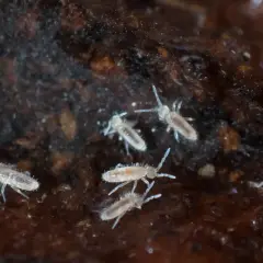 Małe skoczogonki w doniczce, drobne stworzenia poruszają się po wilgotnej ziemi, szukając pożywienia.