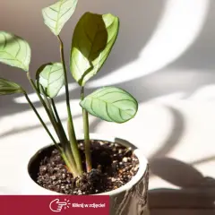 Kwiat calathea w białej doniczce, z liśćmi o zielonych żyłkach, w świetle słonecznym.