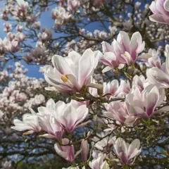 Kwiaty magnolii na tle błękitnego nieba. Zdjęcie może być inspiracją do poszukiwań informacji o najczęstszych chorobach magnolii.