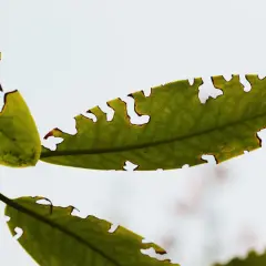 Zielone liście rododendrona z licznymi dziurami, jakby wygryzionymi przez małe stworzenia.