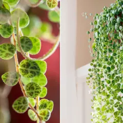 Peperomia prostrata, roślina o okrągłych, zielonych liściach z ciemnymi plamkami, tworząca kaskady zwisających pędów.