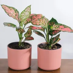 Dwie rośliny aglaonema pink star w różowych doniczkach, z liśćmi w odcieniach zieleni i różu, na drewnianym blacie.