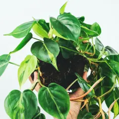 Philodendron hederaceum z sercowatymi liśćmi, niektóre z jasnymi przebarwieniami, w dłoni na białym tle.
