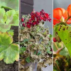 Objawy chorób pelargonii: żółte plamy na liściach, uschnięte kwiaty i brązowe plamki na zdrowych liściach.