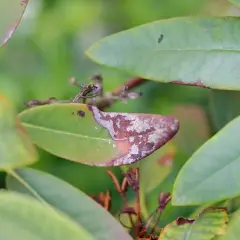 Liście rododendronu z plamami, objawy żerowania szkodników lub choroby.