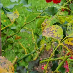 Liście róży z plamami i żółknięciem, widoczne objawy choroby.