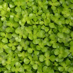 Gęsty dywanik z maleńkich, zielonych listków Pilea depressa, tworzący soczystą, żywą powierzchnię.