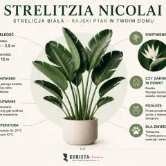 Strelitzia biała, zwana rajskim ptakiem, w donicy. Informacje o pielęgnacji: wielkość, stanowisko, podlewanie, temperatura, kwitnienie, podłoże i toksyczność.