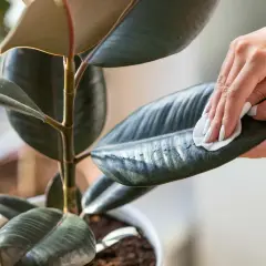 Dłoń z białym lakierem delikatnie czyści błyszczący liść fikusa elastica.