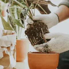 Ręce w białych rękawiczkach delikatnie wyjmują bryłę korzeniową rośliny z ziemi, przygotowując ją do nowego domu. To kluczowy moment, jak przesadzać kwiaty, by rosły zdrowe.