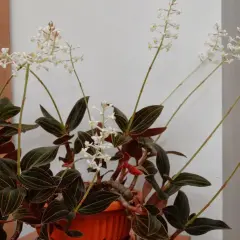 Kwiaty jewel orchid z ciemnymi liśćmi i delikatnymi białymi kwiatostanami na długich łodyżkach.