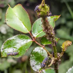 Larwy biedronek, czyli zielone robaki, żerują na mszycach skupionych na pąku róży.