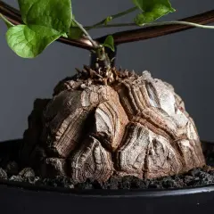 Wyjątkowy kaudeks Dioscorea elephantipes, przypominający skorupę żółwia, z zielonymi liśćmi pnącymi się po podporze.