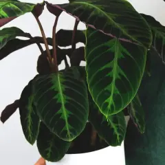 Liście calathea warscewiczii o ciemnozielonym wzorze i purpurowym spodzie.