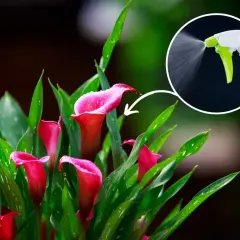 Zantedeschia domowa uprawa: różowe kalie z kroplami wody, w tle opryskiwacz.