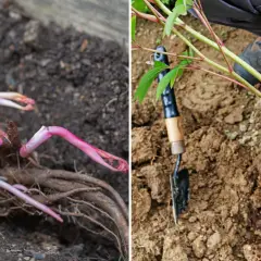Ręce w rękawiczkach sadzą piwonie. Widoczne korzenie i pąki, gotowe do wzrostu w ziemi.