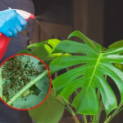 Osoba w niebieskich rękawiczkach opryskuje monstera, na której liściach widać skupiska wciornastków.