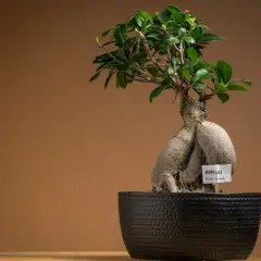 Fikus bonsai jak dbać? Oto piękny Ficus Ginseng w czarnej donicy, gotowy do pielęgnacji.