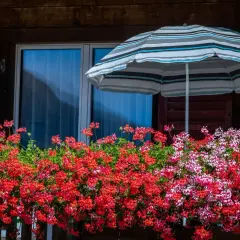 Kwiaty na balkonie, jak sadzić pelargonie, by cieszyć się ich pięknem. Kolorowe kwiaty pod parasolem.