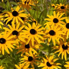Wiele żółtych kwiatów rudbekii jednorocznej z czarnymi środkami, tworzących słoneczny kobierzec.