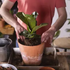 Mężczyzna przesadza do nowej doniczki piękny, duży ficus lyrata.