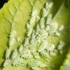 Kolonia zielonych mszyc na liściu. Takie insekty mogą pojawić się w domu, przyniesione z zewnątrz na roślinach.