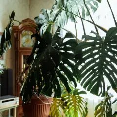 Duża, liściasta monstera deliciosa w doniczce, z widocznym zegarem gabinetowym i obrazem w tle.