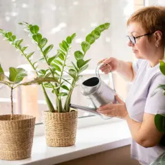 Kobieta podlewa zamiokulkasa, dbając o jego potrzeby. Woda jest kluczowa, ale umiar to podstawa.