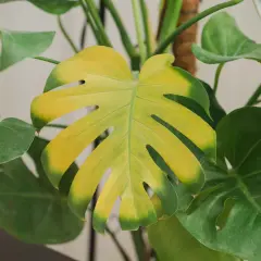 Monstera z żółtymi liśćmi, które tracą swój intensywny zielony kolor.
