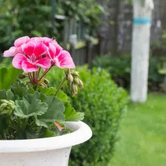 Różowe kwiaty pelargonii w donicy, gotowe do przycinania. Wskazówki jak przycinać geranium, by pięknie rosło.