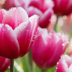 Różowe tulipany z kroplami rosy. Delikatne płatki, jak uratować tulipany przed upałem? Podlewaj je rano i wieczorem.