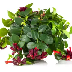 Aeschynanthus rasta z bujnymi, zielonymi liśćmi i egzotycznymi, czerwono-bordowymi kwiatami w kształcie tuby.