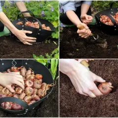 Ręce sadzą mieczyki do ziemi. Widać koszyk pełen cebulek i narzędzia ogrodnicze.