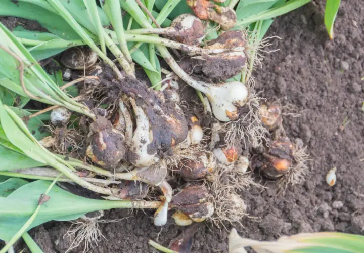 Kiedy wykopać tulipany? Cebulki tulipanów z korzeniami i liśćmi leżą na ziemi, gotowe do przesadzenia lub przechowania.