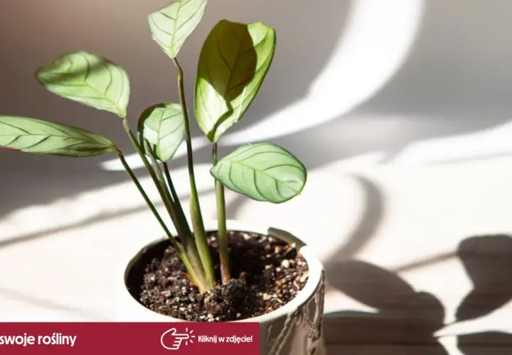 Kwiat calathea w białej doniczce, z liśćmi o zielonych żyłkach, w świetle słonecznym.