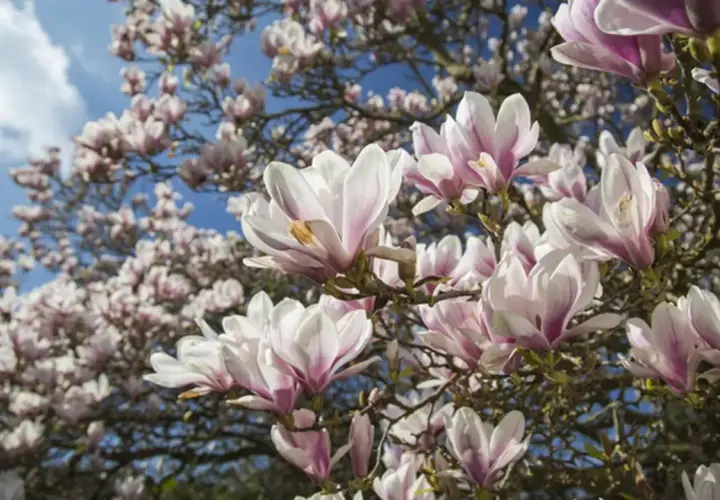 Kwiaty magnolii na tle błękitnego nieba. Zdjęcie może być inspiracją do poszukiwań informacji o najczęstszych chorobach magnolii.
