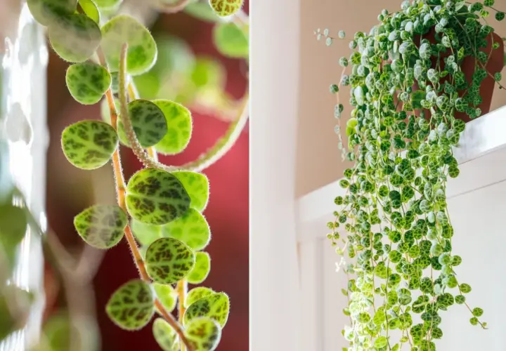Peperomia prostrata, roślina o okrągłych, zielonych liściach z ciemnymi plamkami, tworząca kaskady zwisających pędów.
