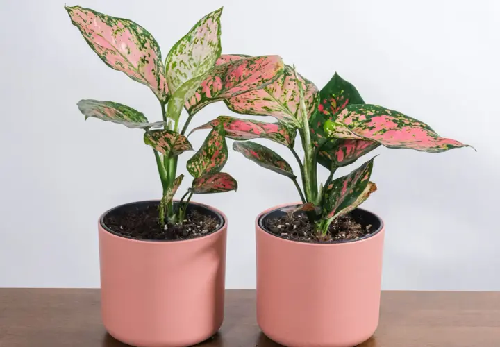 Dwie rośliny aglaonema pink star w różowych doniczkach, z liśćmi w odcieniach zieleni i różu, na drewnianym blacie.