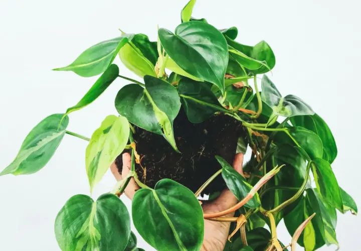 Philodendron hederaceum z sercowatymi liśćmi, niektóre z jasnymi przebarwieniami, w dłoni na białym tle.
