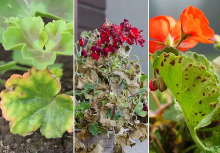 Objawy chorób pelargonii: żółte plamy na liściach, uschnięte kwiaty i brązowe plamki na zdrowych liściach.