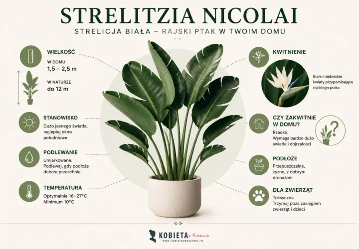 Strelitzia biała, zwana rajskim ptakiem, w donicy. Informacje o pielęgnacji: wielkość, stanowisko, podlewanie, temperatura, kwitnienie, podłoże i toksyczność.