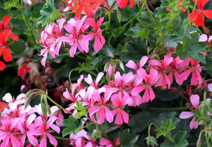 Kiedy zbierać nasiona pelargonii? Obserwuj zasychające łodygi z nasionami, aby zebrać je na przyszły rok.
