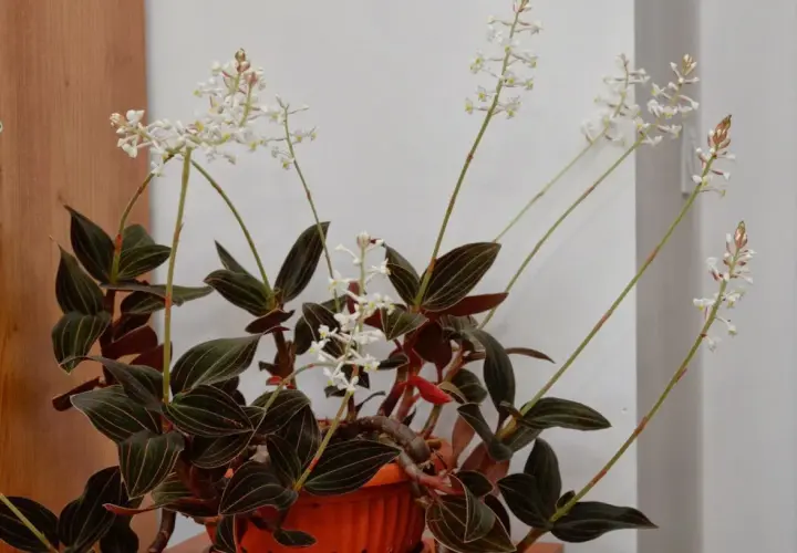 Kwiaty jewel orchid z ciemnymi liśćmi i delikatnymi białymi kwiatostanami na długich łodyżkach.