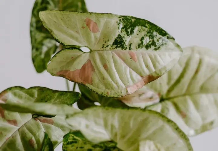 Liście syngonium odmiany o zielono-biało-różowych przebarwieniach, z widocznym unerwieniem i falistymi brzegami.