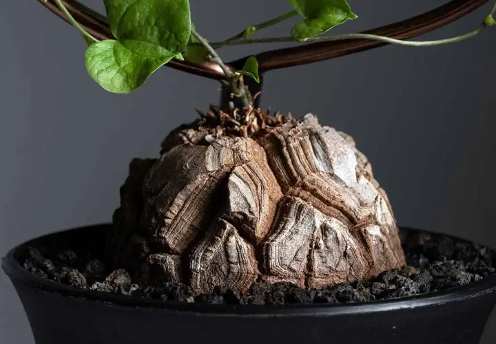Wyjątkowy kaudeks Dioscorea elephantipes, przypominający skorupę żółwia, z zielonymi liśćmi pnącymi się po podporze.