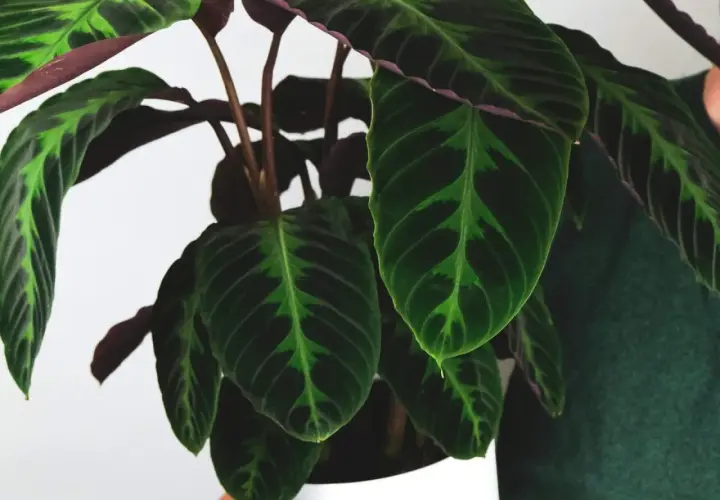 Liście calathea warscewiczii o ciemnozielonym wzorze i purpurowym spodzie.