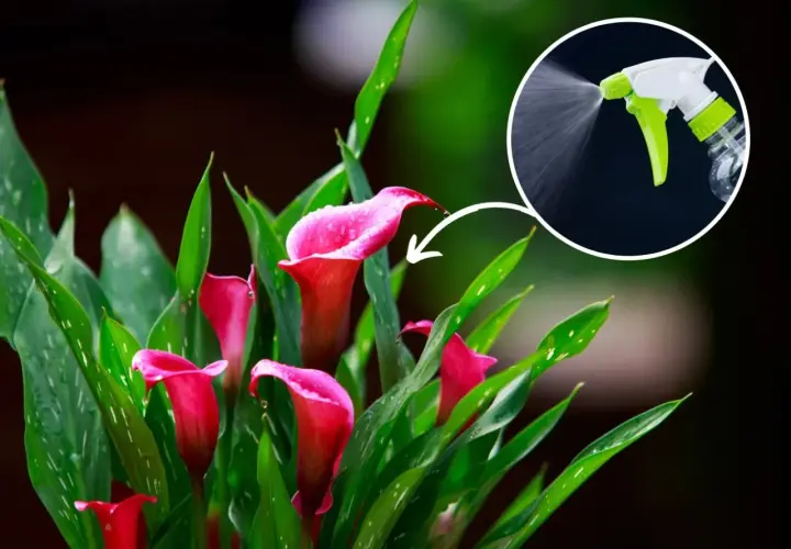 Zantedeschia domowa uprawa: różowe kalie z kroplami wody, w tle opryskiwacz.